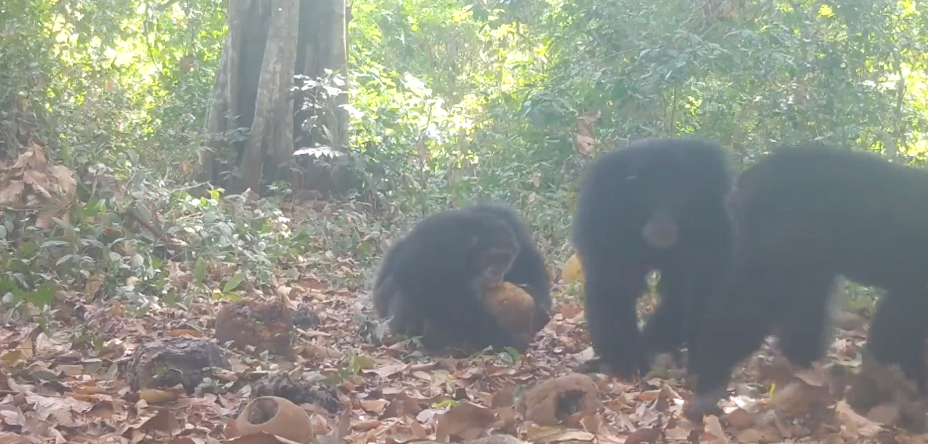 wild chimpanzees in Guinea-Bissau's Cantanhez National Park